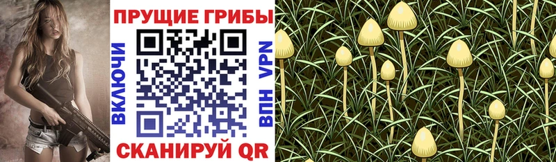 Галлюциногенные грибы Psilocybine cubensis  магазин  наркотиков  Ильский 